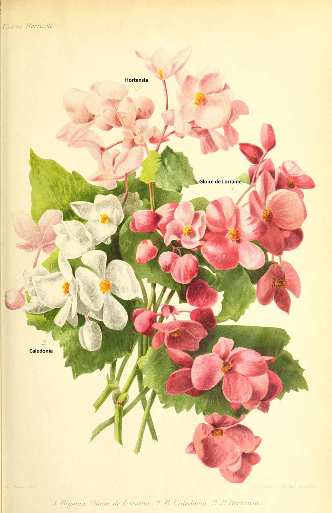B. ‘Hortensia’